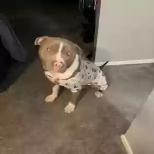 adoptable Dog in Oakville, CT named Beans