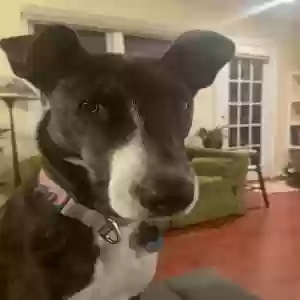 adoptable Dog in Apex, NC named Bell