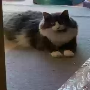 adoptable Cat in Berkeley, CA named Pip