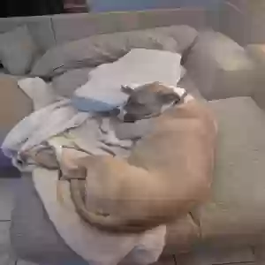 adoptable Dog in Kansas City, MO named Cookie