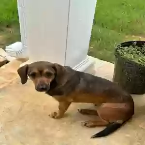 adoptable Dog in Houston, MS named No name