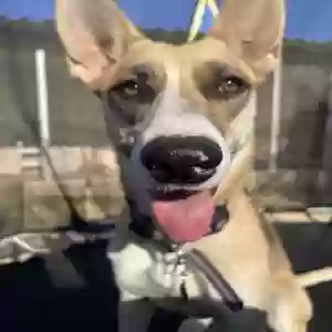 adoptable Dog in Clovis, CA named Sophie