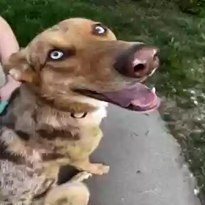adoptable Dog in Clovis, CA named Willow
