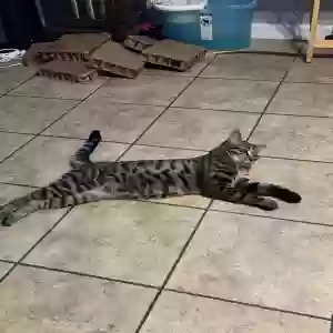adoptable Cat in Oceanside, CA named Wilbur