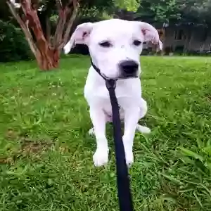 adoptable Dog in Marietta, GA named Unknown