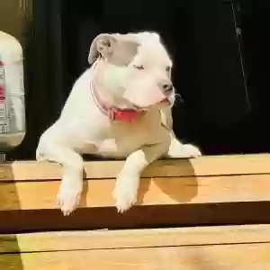 adoptable Dog in Pineville, LA named Lucy