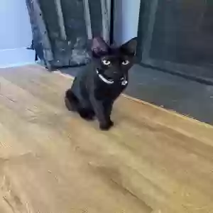 adoptable Cat in Grand Rapids, MI named Unknown