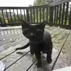 adoptable Cat in High Point, NC named Unknown