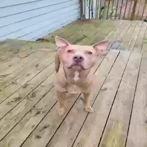 adoptable Dog in Atlanta, GA named Zeus