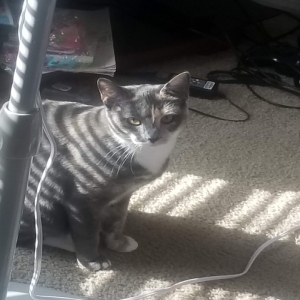 adoptable Cat in Jonesboro, GA named Babygirl