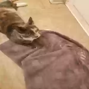 adoptable Cat in Jonesboro, GA named Babygirl