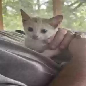 adoptable Cat in Stockbridge, GA named Has none