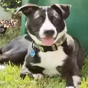 adoptable Dog in Lithonia, GA named Bentley