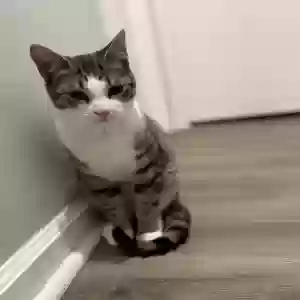 adoptable Cat in Conyers, GA named Gray