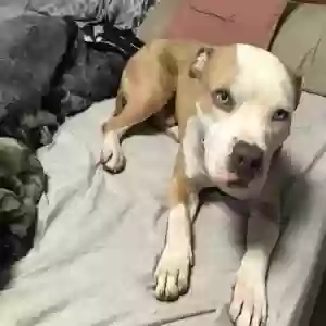 adoptable Dog in Hartford, CT named Ghost