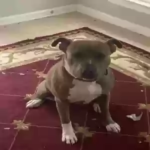 adoptable Dog in Woodstock, GA named Lucy
