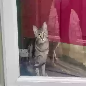 adoptable Cat in Dublin, OH named Leo (Elios)