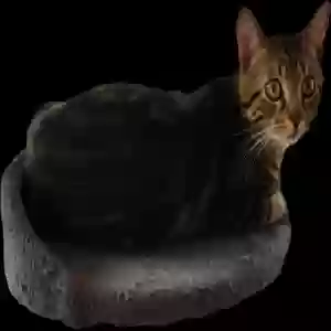 /images/pets/original/2182640_66399_Clipped_image_20250529_145002.webp