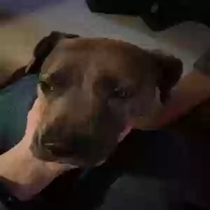 adoptable Dog in Bedford, PA named Pearl