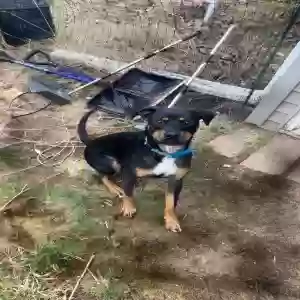 adoptable Dog in Grand Rapids, MI named Sage