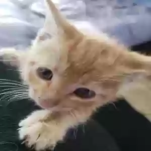 adoptable Cat in Lakewood, CA named Unknown