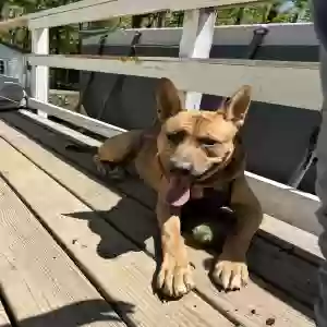 adoptable Dog in Preston, CT named Titan