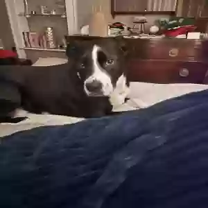 adoptable Dog in Cleveland, OH named Goose