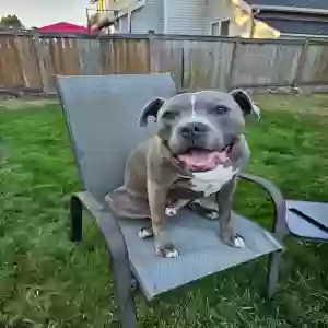 adoptable Dog in Decatur, GA named Al Capone