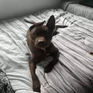 adoptable Dog in Wayland, MI named ranger
