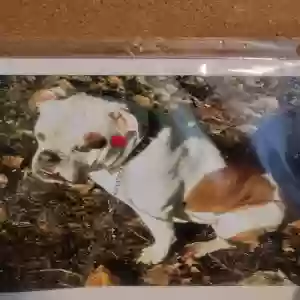 adoptable Dog in Clinton Township, MI named Sir Bruno