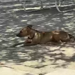 adoptable Dog in Fontana, CA named Spanky