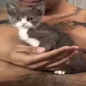 adoptable Cat in Mableton, GA named Remi