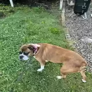 adoptable Dog in Anna, IL named Sydney
