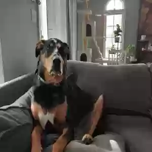 adoptable Dog in Shady Side, MD named Carter
