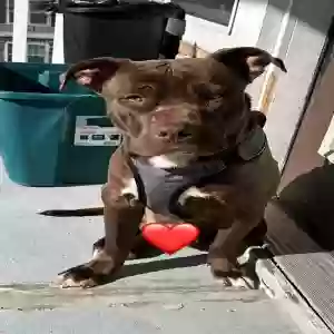 adoptable Dog in Atlanta, GA named Bruno