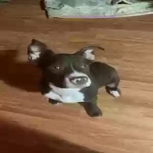 adoptable Dog in Pigeon, MI named Luna