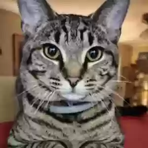 adoptable Cat in Boaz, AL named Unknown