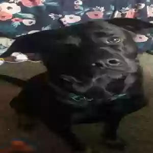 adoptable Dog in Atlanta, GA named Unknown