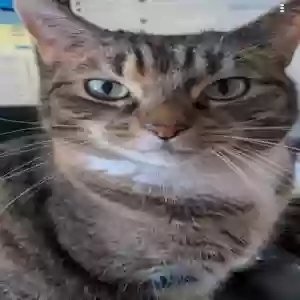 /images/pets/original/2182723_71583_IMG_20250530_161722.webp