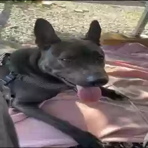 adoptable Dog in Camp Verde, AZ named Chancy