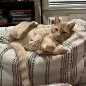 /images/pets/original/2182731_actual_two.webp