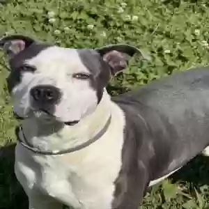 adoptable Dog in Statesville, NC named Zeus