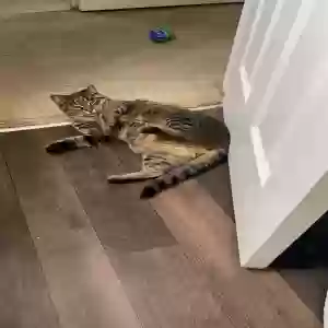adoptable Cat in Fairfield, OH named stevie