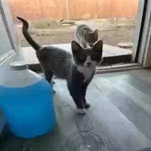 adoptable Cat in Tucson, AZ named Poot