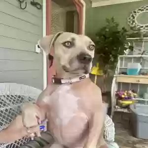adoptable Dog in Independence, KS named "Lady Air" Jordan