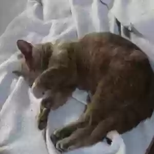 adoptable Cat in Carterville, IL named Lazyboy   showed up 2 weeks ago friendly  He loves to relax/recline so I call him Lazyboy