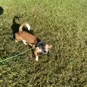 adoptable Dog in Meherrin, VA named Max