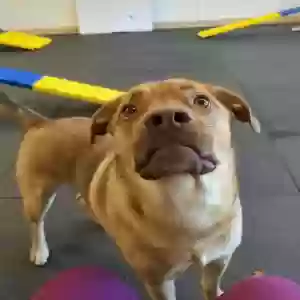adoptable Dog in Buford, GA named Carley