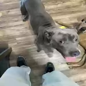 adoptable Dog in Social Circle, GA named Goose