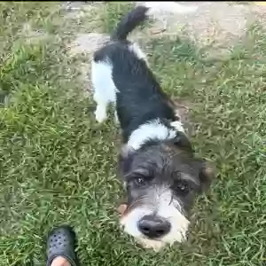 adoptable Dog in Brandon, MS named Rex